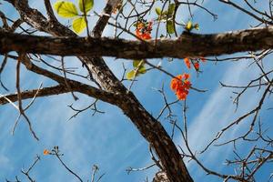 albero sconosciuto con bellissimi fiori d'arancio foto