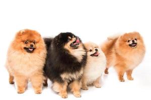 gruppo di cani spitz di Pomerania foto
