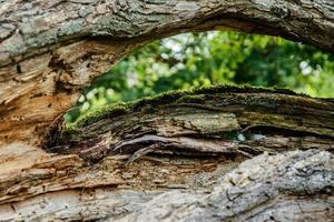 superficie dell'albero vecchio foto