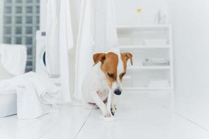 cucciolo di razza giocoso morde un asciugamano lavato di bianco, si siede vicino all'asciugatrice nella stanza di lavaggio, tutto è pulito e bianco. concetto di tempo di lavanderia foto
