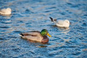 uccelli acquatici - germano reale maschio e gabbiani foto