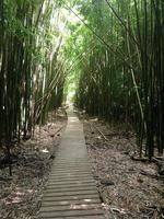 percorso di bambù foto