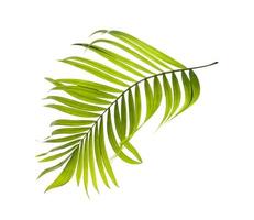 foglie verdi di palma su sfondo bianco foto