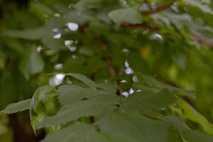 primo piano di piante forestali su uno sfondo sfocato foto