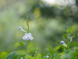 digitale strisciante fiore viola, asystasia gangetica anderson acanthaceae tronco quadrato avannotto sulla superficie del suolo la parte superiore è eretta, formando un'unica foglia di forma ovale foto