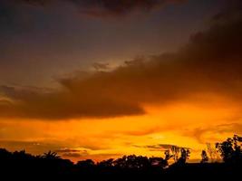 sagoma di albero al tramonto foto