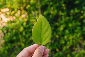 vista della natura del primo piano della foglia verde superiore dell'albero in giardino in estate sotto la luce solare. paesaggio di piante verdi naturali utilizzando come sfondo o sfondo. foto