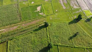 campo di riso terrazzato verde a chiangrai, tailandia foto