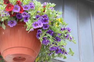 fiori colorati in un vaso per decorare strade, case, caffè foto