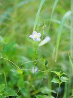 digitale strisciante fiore viola, asystasia gangetica anderson acanthaceae tronco quadrato avannotto sulla superficie del suolo la parte superiore è eretta, formando un'unica foglia di forma ovale foto