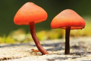 piccoli funghi arancioni, yoho national park, canada