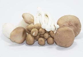 I funghi shiitake o shiitake biologici coltivati in una fattoria di funghi coltivati per la vendita ed esportati all'estero sono un alimento vegetariano sano che gli agricoltori confezionano per vendere nel mercato ortofrutticolo foto