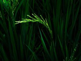 le piante di riso stanno crescendo e sono verdi. foto