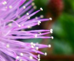 primo piano della timida principessa millefiori foto