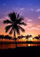 tramonto della palma hawaiana foto