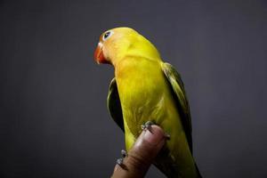 l'uccello inseparabile è molto bello completo in piedi sul dito di un uomo foto