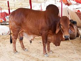 brahman mucca marrone in piedi nel mercato del bestiame eid ul adha foto