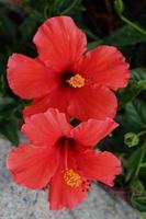 doppio fiore tropicale rosso dell'ibisco