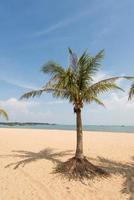spiaggia contornata da palme