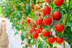 crescita delle piante di pomodori rossi maturi freschi in un giardino biologico in serra pronto per la raccolta foto