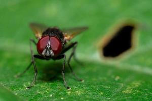 foto macro di mosche allo stato brado