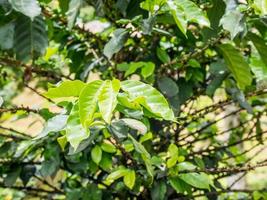 chicchi di caffè freschi nell'albero delle piante di caffè foto