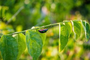 insetto gioiello nella natura foto