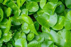 foglie di erboristeria di centella asiatica nota come gotu kola foto