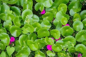 foglie di erboristeria di centella asiatica nota come gotu kola foto