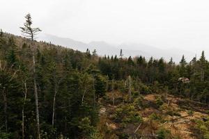 vista su una foresta foto