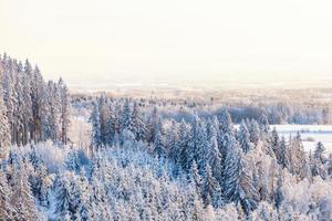 vista della foresta in inverno foto
