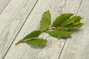 foglie di alloro verde sul ramo foto