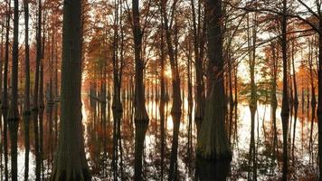 la vista del bosco con gli alberi che crescono sull'acqua foto