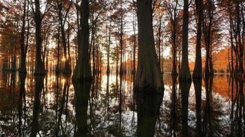 la vista del bosco con gli alberi che crescono sull'acqua foto