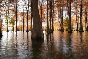 la vista del bosco con gli alberi che crescono sull'acqua foto