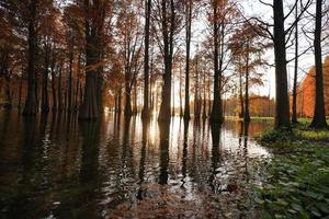 la vista del bosco con gli alberi che crescono sull'acqua foto