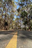 strada lungo i pini nel parco naturale foto