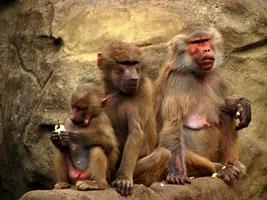 famiglia di babbuini foto