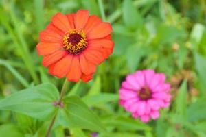 petali di rosa arancio zinnia che fioriscono magnificamente nel parco. foto