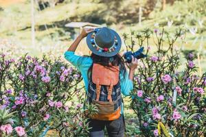 natura di viaggio donna asiatica. viaggiare rilassati. in piedi a fotografare bellissimi fiori di albicocca rosa nel giardino di albicocche. foto