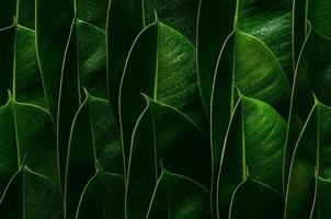 foglie di albero di gomma verde fresco per il concetto di foto di sfondo.