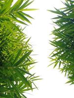 foglie di bambù verde su sfondo bianco foto