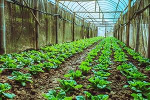 insalata di verdure biologiche baby green lattuga romana in crescita casa. verdura biologica foto