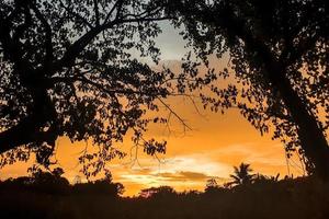 sagoma di albero al tramonto foto
