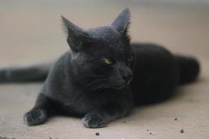 un gatto nero in giardino. è gatti tailandesi che guardano la fotocamera foto