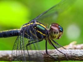 libellula su un ramo foto