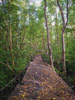 ponte di legno crollato nella foresta di mangrovie foto
