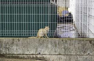 gatti abbandonati per strada foto