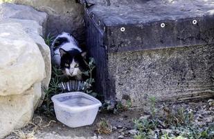 gatti abbandonati per strada foto