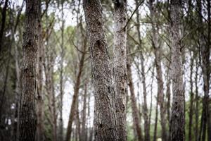 ombra di alberi nella foresta foto